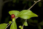 Carolina holly